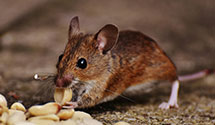 24 Hour & Emergency Exterminators in Natchez, MS